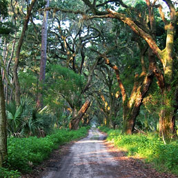 The "oldest road in Georgia", Ossabaw Island